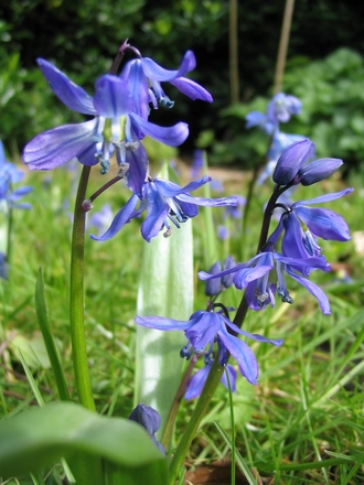 Siberian Squill (Scilla siberica (Siberian squill))
