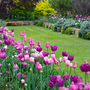 Flowers_copy