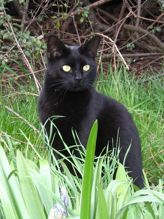Jo-Jo keeping look out. (Cattus domesticus)
