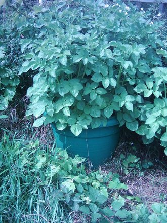 Potatoes i (Solanum tuberosum)
