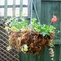 Hot Summer Basket 3