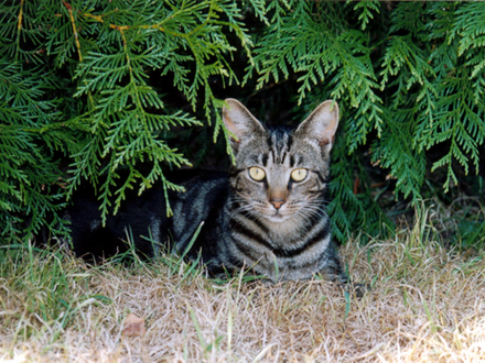 Bridie under the hedge.