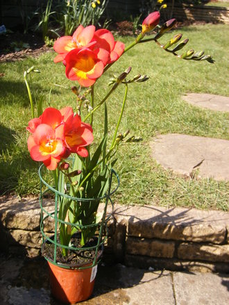Red Freesia