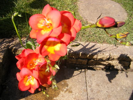 Freesia