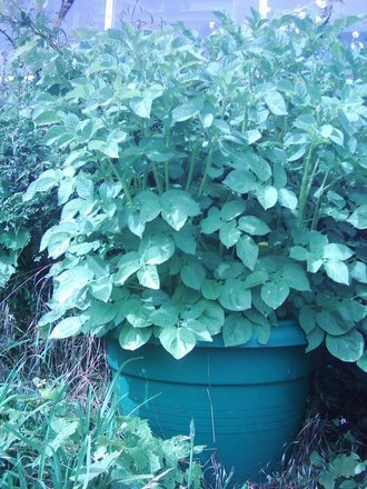 potatoes  (Solanum tuberosum)