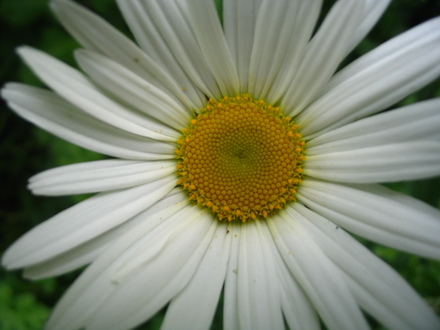 Ox-eye daisy (Leucanthemum vulgare)