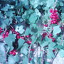 Garden_photo_s_103