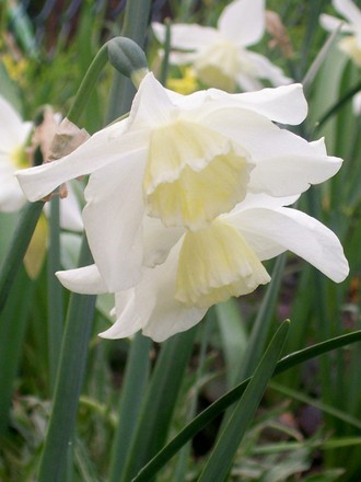 Ice Wings  (Narcissus 'Ice Wings')