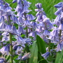 Bluebells (Hyacinthoides hispanica)