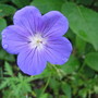 Geranium Orion (Geranium 'Orion')