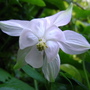 Aquilegia