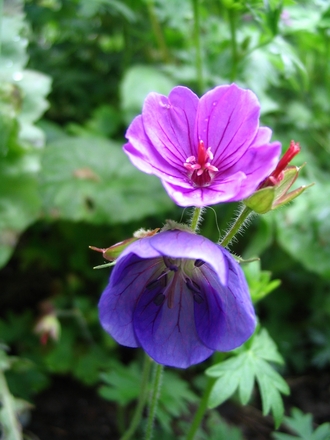 Dilys and Neptune (Geranium 'Dilys' and Geranium 'Neptune')