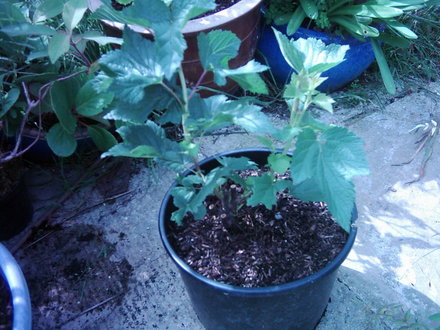 New plant cut down to first buds now making new growth ( Ribes nigrum i)