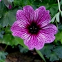 Geranium_cinerarium_laurence_flatman