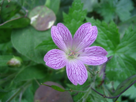 Geranium Oxonianum Lacetime (Geranium x oxonianum  'Lace Time')