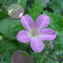 Geranium Oxonianum Lacetime (Geranium x oxonianum  'Lace Time')
