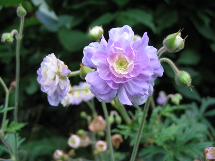 Geranium pratense Summer Skies (Geranium pratense 'Summer Skies')