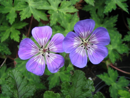 Geranium Sweet Heidi (Geranium 'Sweet Heidi')