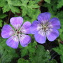 Geranium Sweet Heidi (Geranium 'Sweet Heidi')
