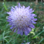 Knautia_arvensis