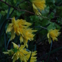 Narcissus Rip Van Winkle - April 2008