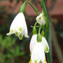 Spring Snowflake close-up - April 2008 (Leucojum vernum)