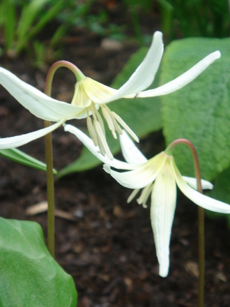 Dog's-tooth Violets - April 2008 (Erythronium californicum (Dog's-tooth violet))