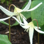 Dog's-tooth Violets - April 2008 (Erythronium californicum (Dog's-tooth violet))