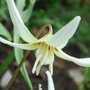 Dog's-tooth Violet close-up - April 2008 (Erythronium californicum (Dog's-tooth violet))