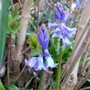 Bluebells