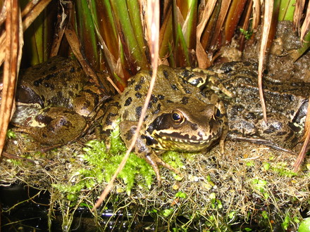Frogs
