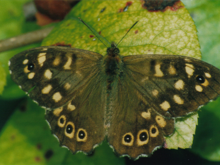 Speckled Wood close-up