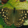 Speckled_wood_close-up