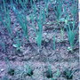 Garden_photo_s_101