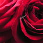 Pict0030_crop1_sample