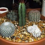 Cactus pot.