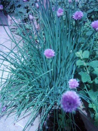 Chives (A. ampeloprasum)