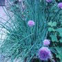 Chives (A. ampeloprasum)