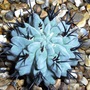 Neoporteria Paucicostata (Neoporteria Paucicostata)
