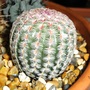 Echinocereus Rigidissimus V.Rubisspinus (Echinocereus Rigidissimus V.Rubisspinus)