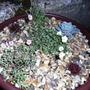 Alpines