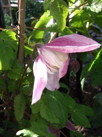 Clematis alpina 'Jacqueline du Pre' (Clematis alpina (Alpina Group clematis))