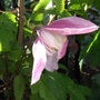Clematis__jacqueline_du_pre_