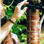 Prunus_serrula_bark