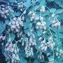 Garden_photo_s_100