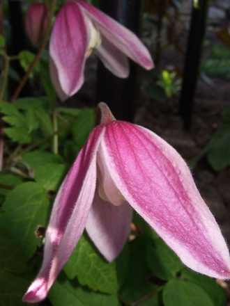 Clematis alpina 'Jacqueline du Pre' (Clematis alpina (Alpina Group clematis))