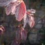 Red_hazel_leaves_unfolding