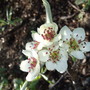 Weeping Pear blossom (Pyrus salicifolia)