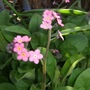Pink Forget-me-nots (Myosotis alpestris (Alpine Forget-me-not))