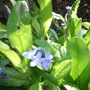 Blue Forget-me-nots (Myosotis alpestris (Alpine Forget-me-not))